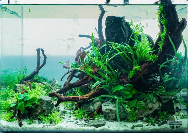 The Art of the Planted Aquarium - Nano Wettbewerb - DPS Verlag und Messen
