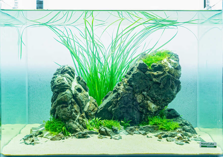 The Art of the Planted Aquarium - Nano Wettbewerb - DPS Verlag und Messen