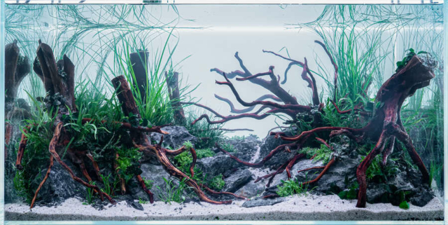 The Art of the Planted Aquarium - XL Wettbewerb - DPS Verlag und Messen