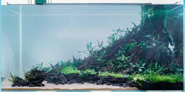 The Art of the Planted Aquarium - XL Wettbewerb - DPS Verlag und Messen